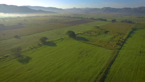Drohnenblick-Auf-Ein-Wunderschönes-Grünes-Feld-Und-Bäume-Während-Der-Morgendämmerung-Mit-Etwas-Nebel