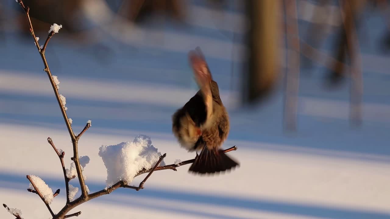 A serene video still of a bird perched on a snowy branch, captured from a rear angle