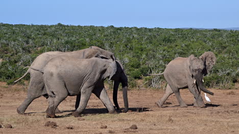 African-elephant---juveniles-bullying-another