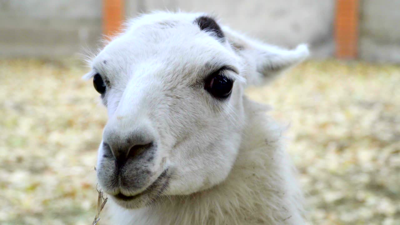 라마의 클로즈업 영상