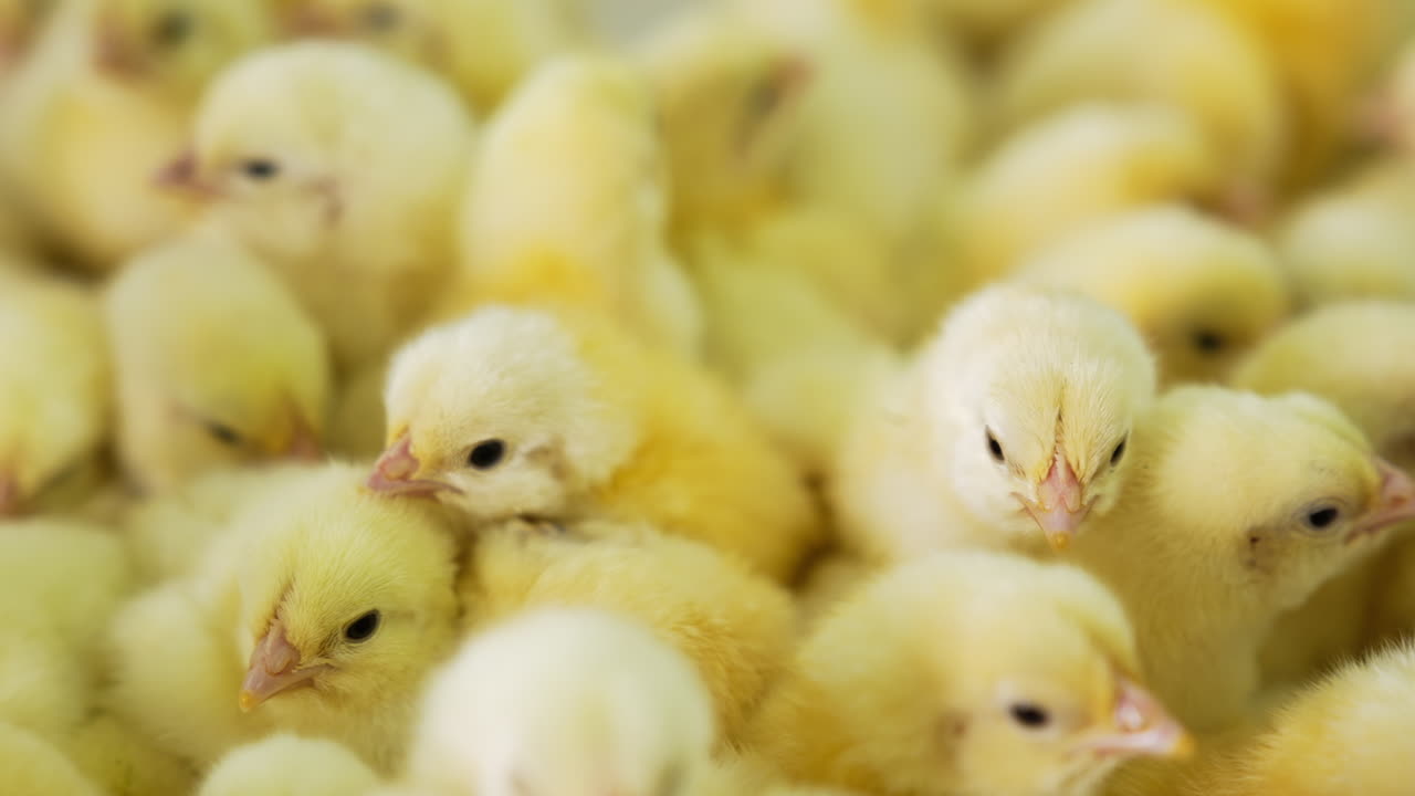 Group of adorable yellow chicks looking the same bunching together. Growing up poultry at the farm.
