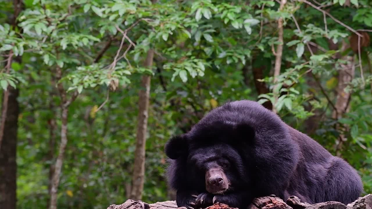 oso malayo a punto de quedarse dormido, helarctos malayanus