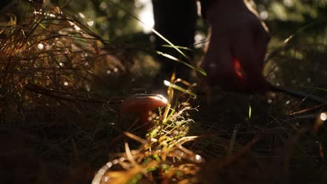 Nahaufnahme-Des-Schneidens-Eines-Pilzes-Im-Wald-Im-Herbst