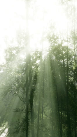 sunlight through bamboo forest on a misty morning