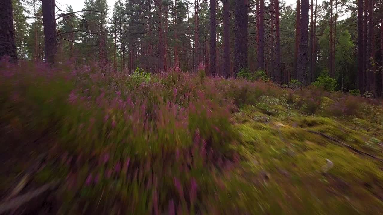 Wild pine forest with green moss and heather under the trees, slow aerial shot moving low between trees, sunny autumn day, sunrays and shadows, wide angle drone shot moving forward low