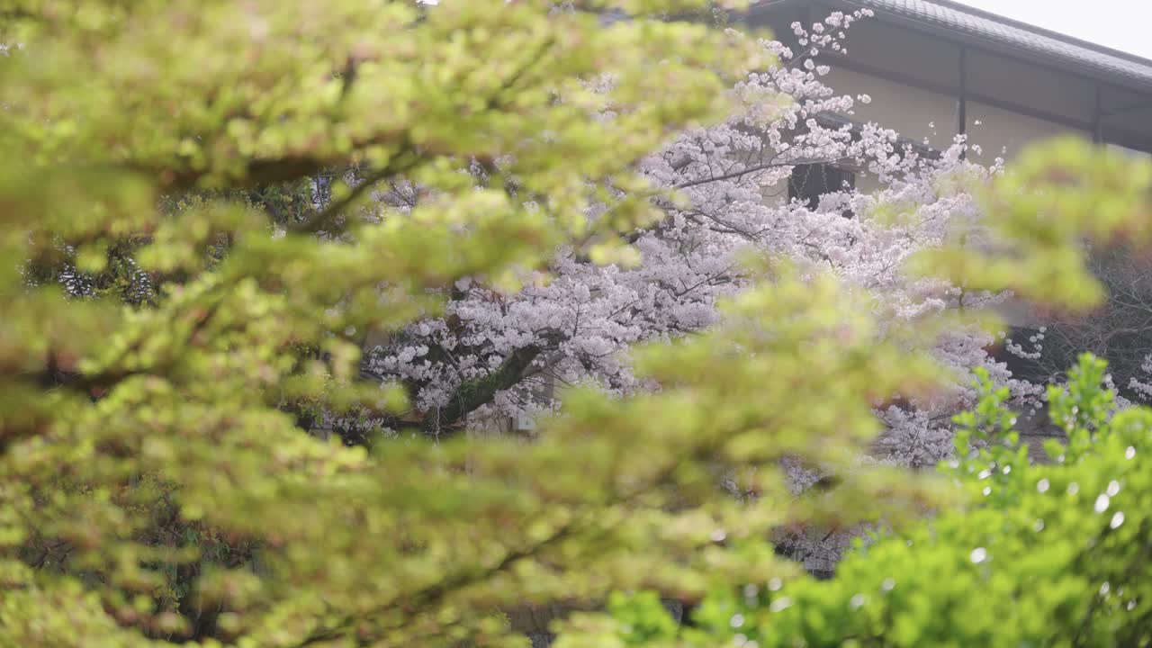 봄 일본 사쿠라와 단풍잎 포커스 랙 공개 샷