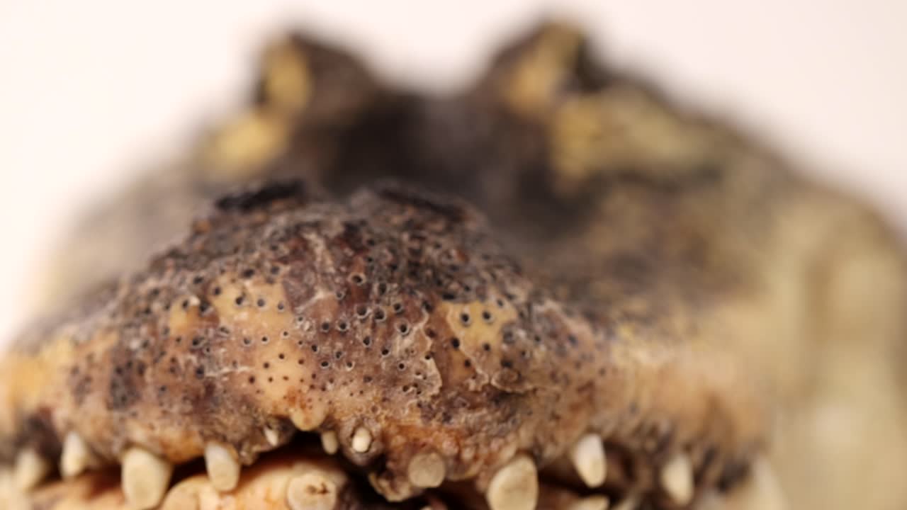 foco macro de caimán desde los ojos hasta el hocico