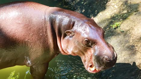pygmy hippo enjoying water at chonburi zoo