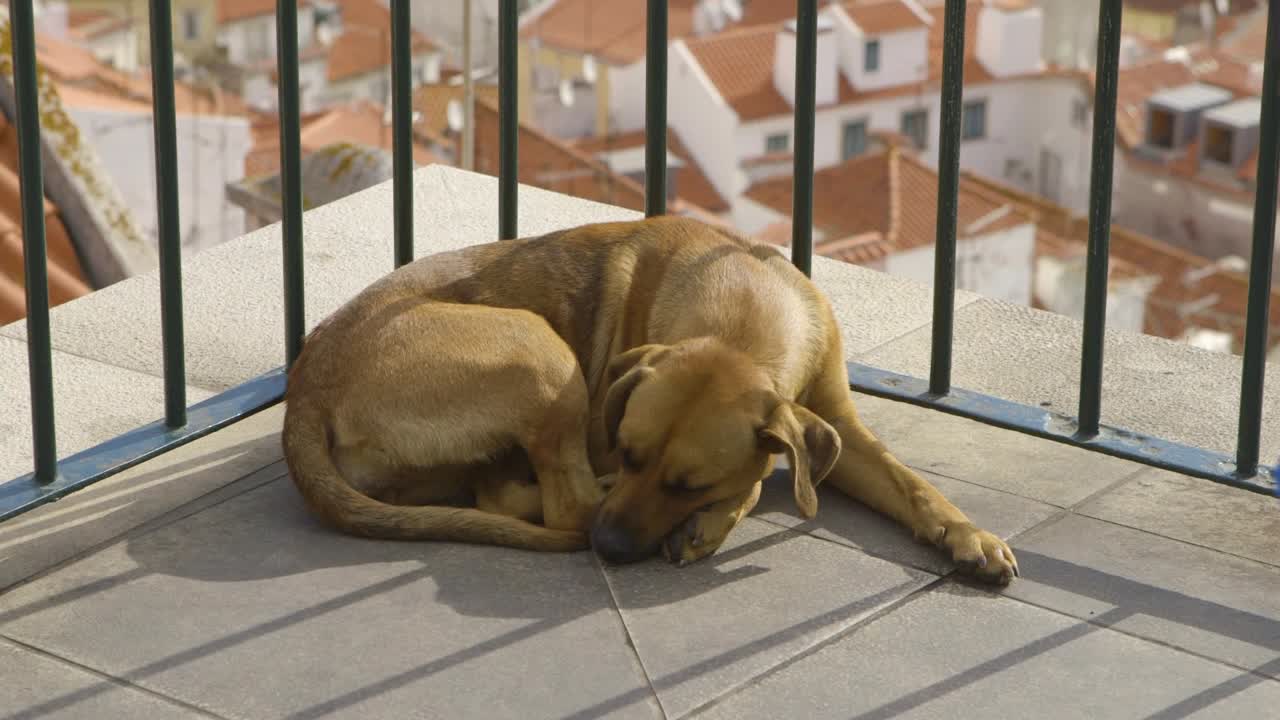 perro callejero filmado en lisboa, portugal