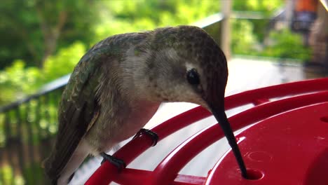 El-Mejor-Primer-Plano-De-Un-Pequeño-Colibrí-Gordo-Con-Plumas-Verdes-Sentado-En-Un-Comedero-Para-Pájaros-En-Cámara-Lenta-Y-Tomando-Bebidas