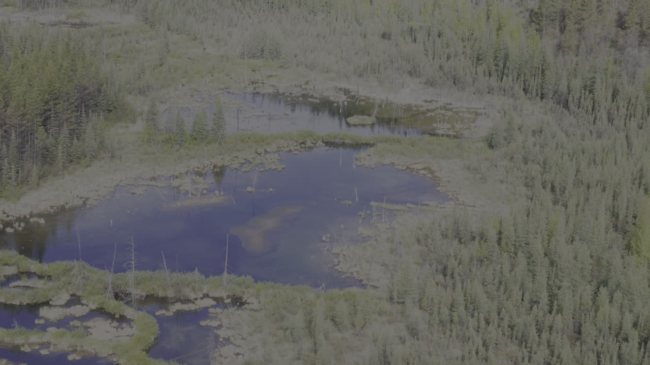 Drone footage showcasing a beaver dam amidst the pristine wilderness of northern British Columbia.