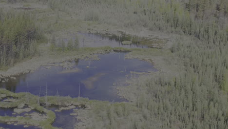 drone footage showcasing a beaver dam amidst the pristine wilderness of northern british columbia.