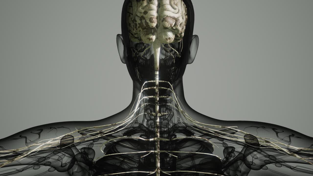 y el sistema nervioso del cerebro humano