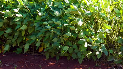 soya bean crop organic farming in field