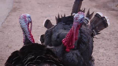 Two-turkey-fighting,-looking-at-each-other,-country-farm,-handheld,-day