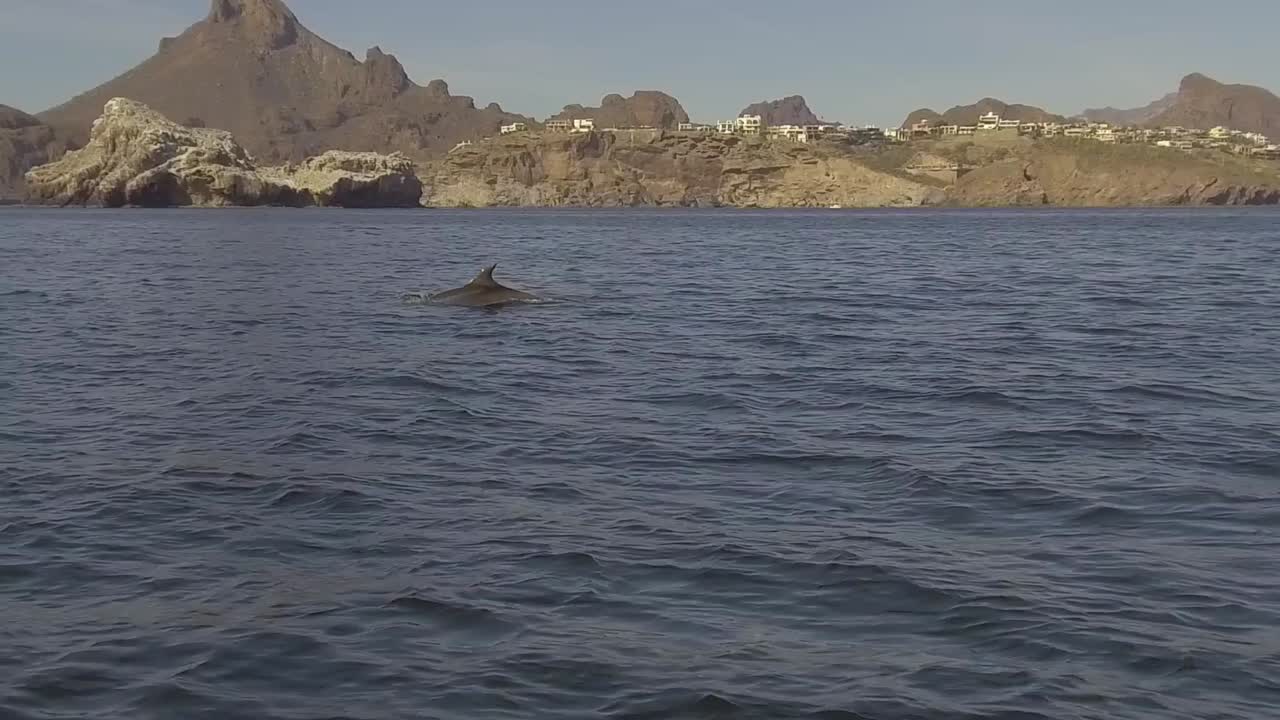 코르테즈의 바다에서 희귀 돌고래의 슬로우 모션 짐벌 영상