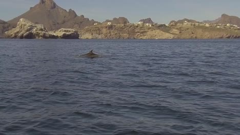 Imágenes-En-Cámara-Lenta-De-Delfines-Raros-En-El-Mar-De-Cortés