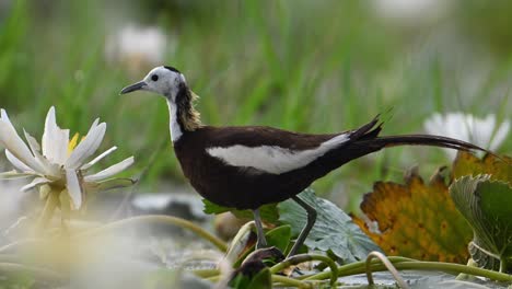 closeup shot of pheasant tailed jacana feeding with flowers in morning