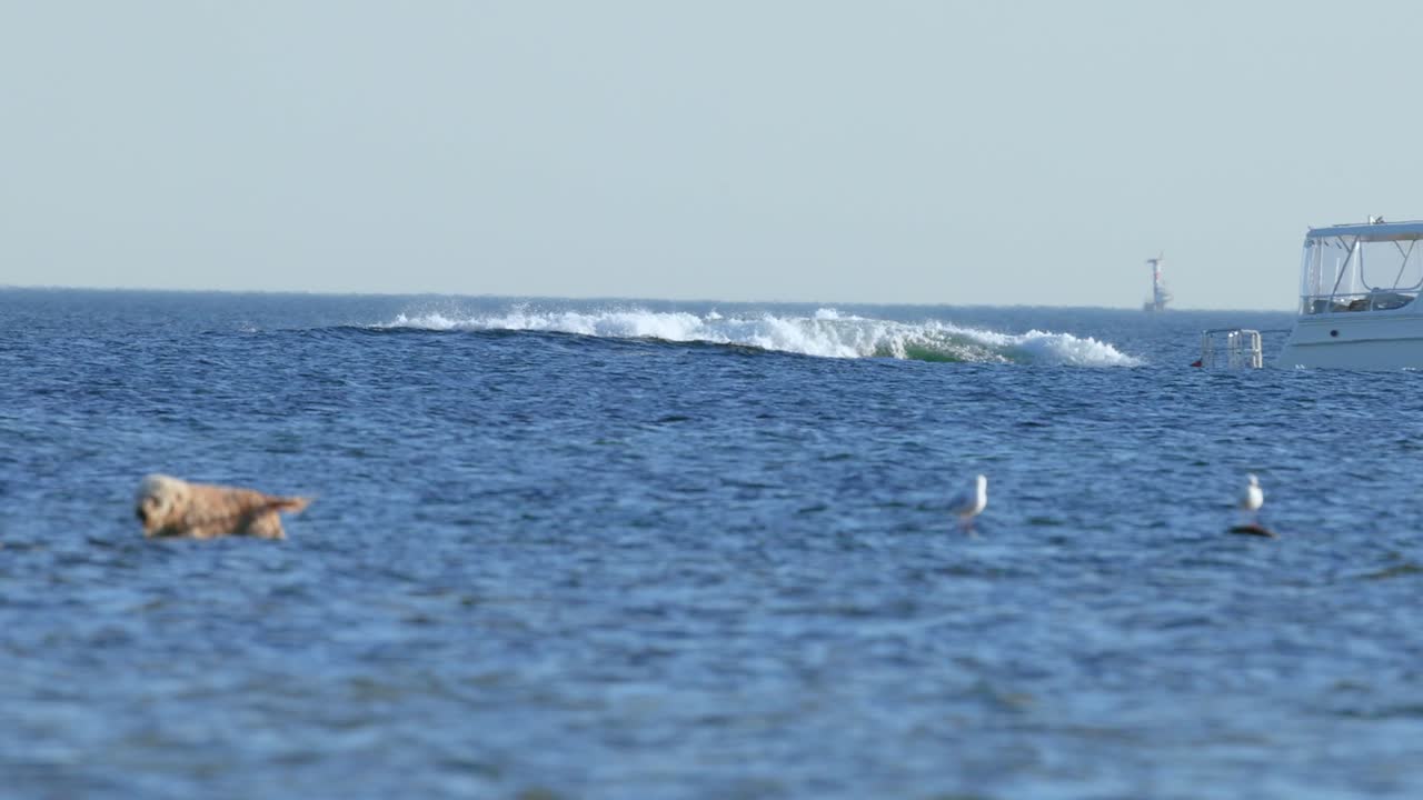 Dog plays in water near boat and seagulls