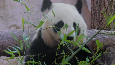 Giant-panda-(Ailuropoda-melanoleuca)-also-known-as-the-panda-bear-or-simply-the-panda,-is-a-bear-native-to-south-central-China.