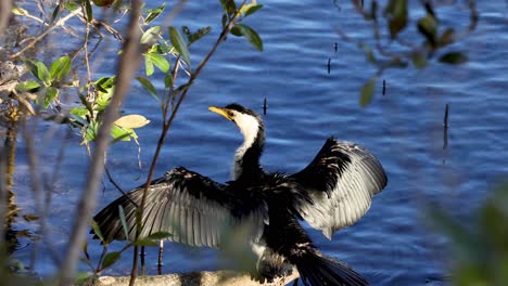cormorán secando sus alas a la luz del sol