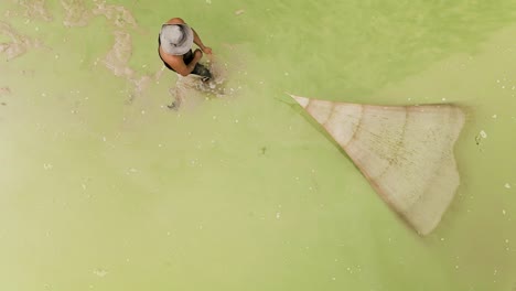 Pescador-Recuperando-Su-Red-De-Pesca-En-Un-Canal-Infestado-De-Algas-Verdes-Vívidas-En-Asia,-Vista-Aérea-De-Pájaros,-Cierre-En-Cámara-Lenta