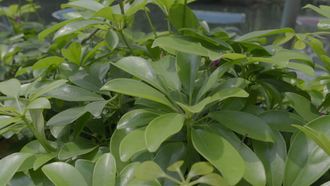 Panning left to right through vibrant green leaves swaying in gentle breeze.