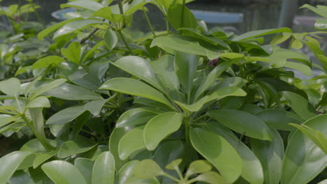 panning left to right through vibrant green leaves swaying in gentle breeze.