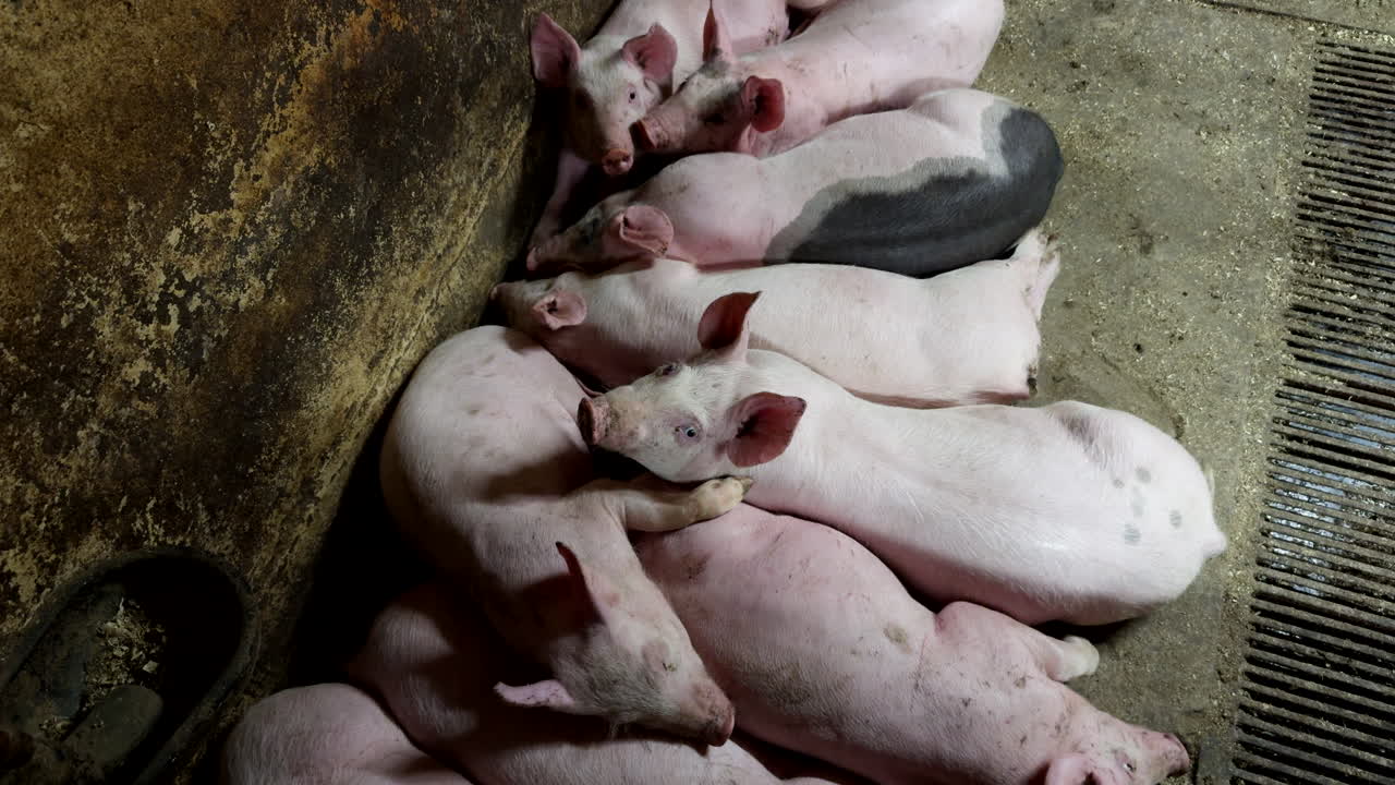 Slaughter animals, secure farming facilities, warm indoor enclosure