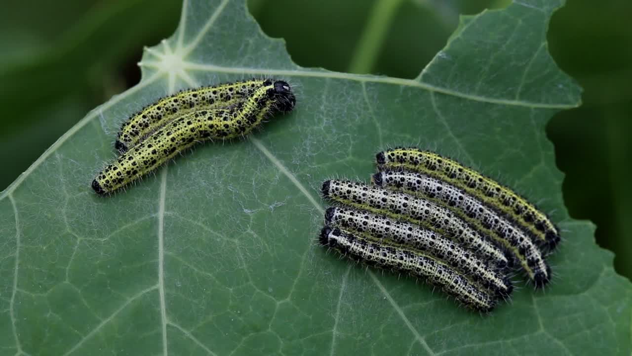 grandes orugas de mariposas blancas, pieris brassicae, sobre hojas de capuchina