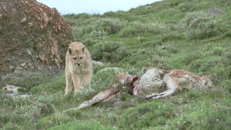 Torres-Del-Paine,-Patagonia,-Chile---A-Puma-Approaching-Her-Kill-To-Feed---Closeup-Shot