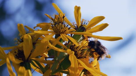 bumblebee feeding on a flower and pollinating, close-up