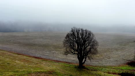 lone tree in fog in farm field in yadkin county nc, north carolkina, erie shot, gloomy, peacefulness and solitude, spookiy