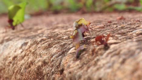 ants carry leaves on the ground