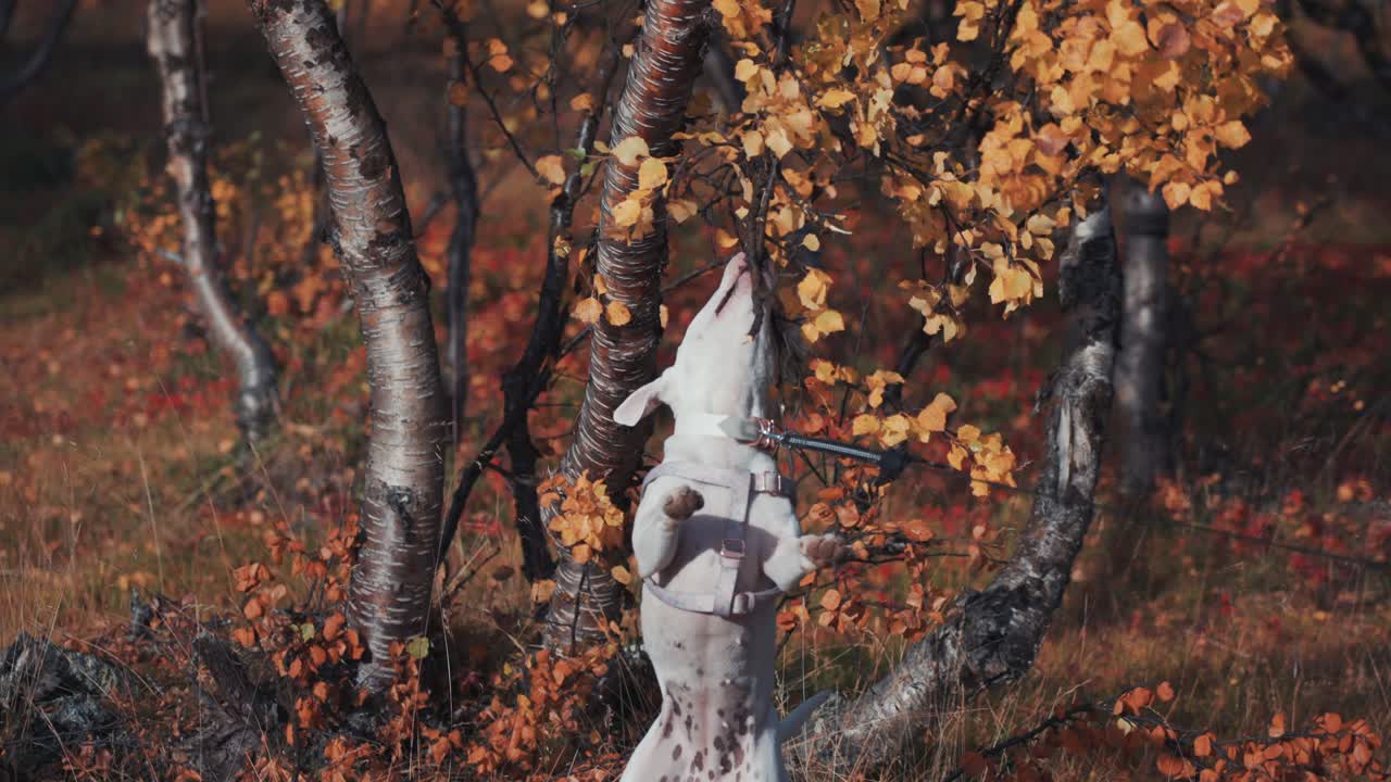 cachorro gracioso mordiendo la rama de un árbol