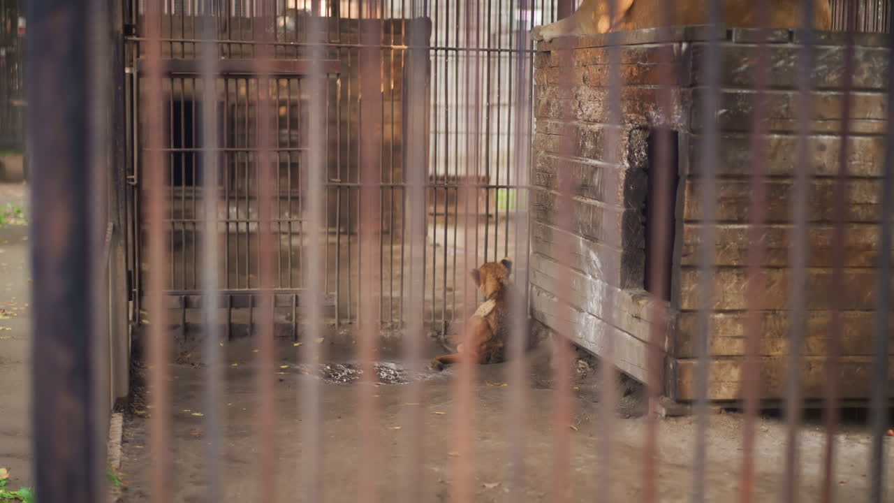 rusty cage small brown dog cowering inside neglected shelter yard, wet dirt floor, wooden shelter at back, vertical bars in foreground, muted light, heavy atmosphere of abandonment and plea for rescue