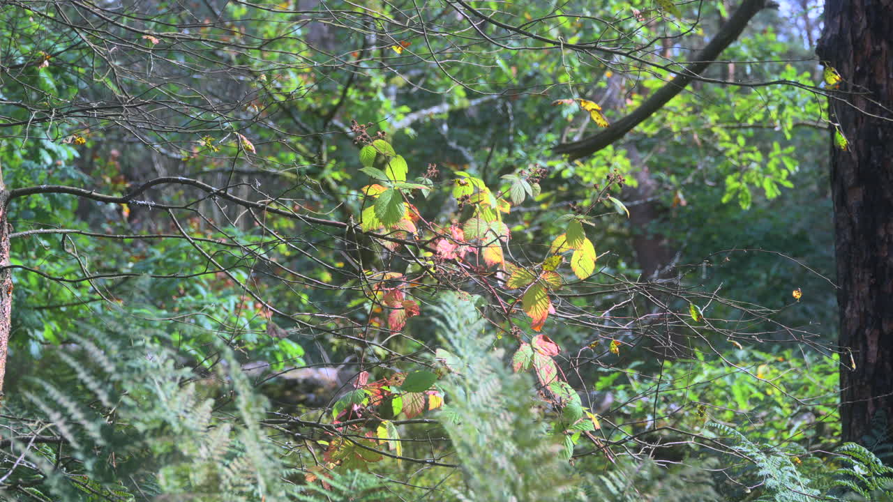 밝은 여름 날에 영국 숲의 나무를 가로질러 천천히  ⁇