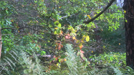 Slow-pan-across-English-woodland-trees-on-bright-summer-day