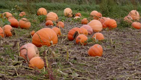 Calabazas-De-Tamaño-Mixto-En-El-Campo-De-Un-Agricultor.