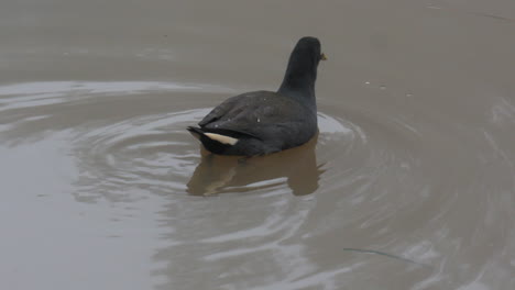 ave focha común australiana nadando en un río