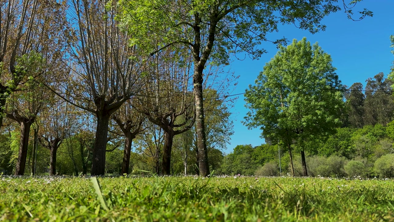 Spring reveals itself with a lush green field of daisies and trees under a clear blue sky.