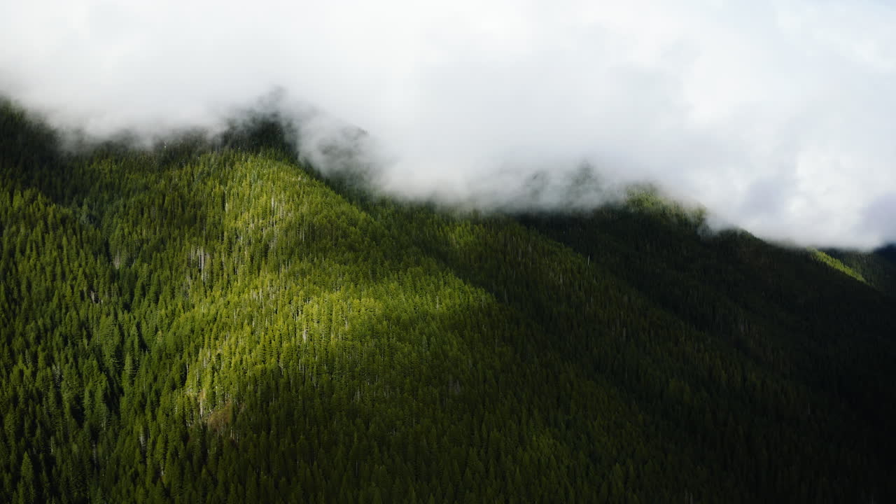 nubes blancas sobre un bosque exuberante con pinos verdes en la península olímpica, estado de washington, ee.uu.