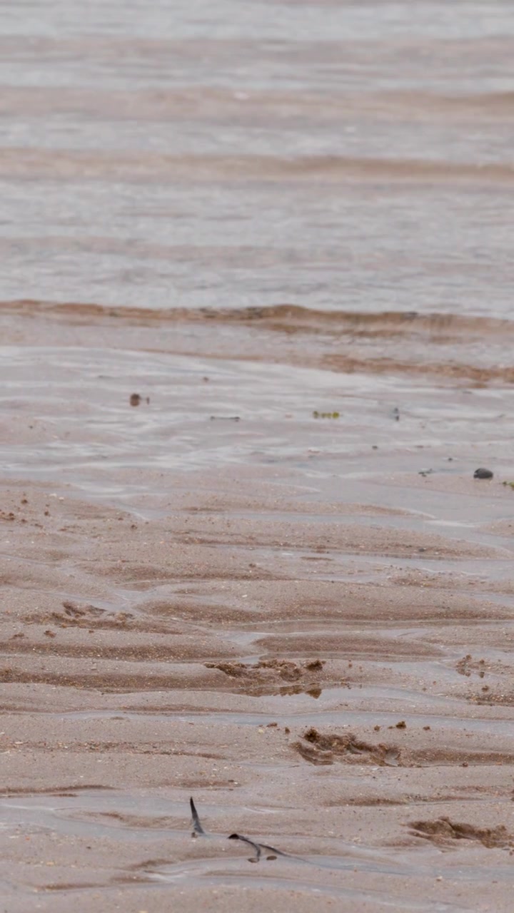 En enkelt fugl bevæger sig hen over en fugtig sandstrand, overskyet belysning, bredt statisk skud, blide bølger synlige.