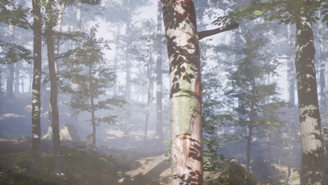 misty forest scene