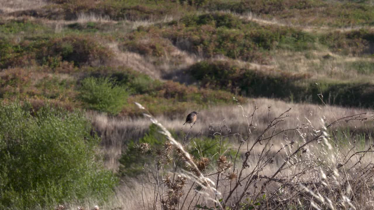 A cetti's warbler sits on a twig in the wind
