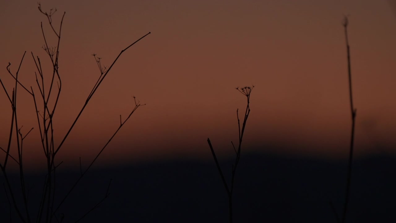 Dry Plants Silhouette Against Dusk Sky
