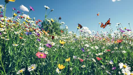 a vibrant, low-angle video captures colorful wildflowers and butterflies under a clear blue sky