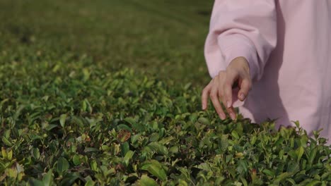 woman exploring a tea plantation