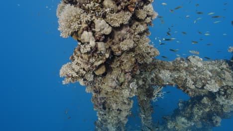 Beautiful-coral-formation-on-a-shipwreck-in-clear-blue-water-of-Palau,-Micronesia,-pacific-ocean