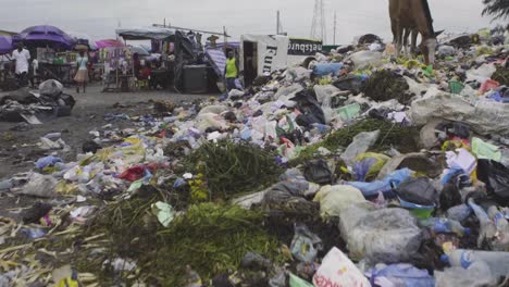 horse on rubbish pile nigeria 06